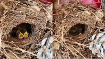 Incredible-Discovery-Baby-birds-make-home-in-Christmas-wreath.jpg