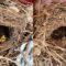 Incredible Discovery: Baby birds make home in Christmas wreath | Adorable