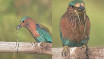 India-Roller-Birds-Adorable-Hunt-for-Baby-Snake-Super.jpg