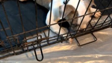 Joyful-Pup-with-Swimmers-Syndrome-Thrives-and-Plays-with-Pure.jpg