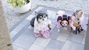Little-pups-show-off-their-spooky-costumes-in-an-Adorable.jpg