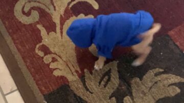 Lost-pup-in-oversized-hoodie-faces-hilarious-challenges-Super.jpg