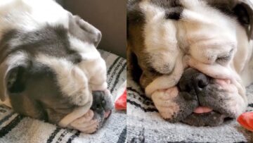 Loudly-Snoring-Bulldog-Dreams-of-Christmas-Presents-Super-Cute.jpg