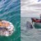 Magical Moments: Our First Heartwarming Encounter with a Gray Whale! | Heartsome