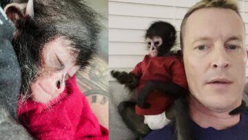 Man-Cares-for-Rescued-Spider-Monkey-as-if-It-Were.jpg