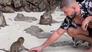 Man-plays-with-baby-monkey-until-mom-arrives-Adorable.jpg