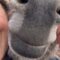 Meet the Lovable Donkey Thriving at a Romanian Animal Rescue – Pure Joy Awaits! | Heartsome