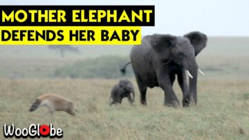 Mother-Elephant-fiercely-protects-her-adorable-baby-Super-Cute.jpg