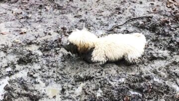 Mud-loving-Doodle-Dog-Goes-Wild-Adorable.jpg