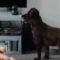 Mummy’s Sweet Words Spark a Joyful Howl from Her Loyal Pup | Heartwarming