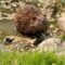 Muskrat mistaken for beaver building a dam in water! Cute | Super Cute