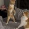 Orange Cat Battle for Bed Supremacy | Cute