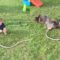 Paw-some Moment! Dog Rolls Over and Knocks Down Baby Boy | Adorable