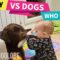 Paws vs. Tots: Shoe Showdown! Who will emerge victorious? | Adorable