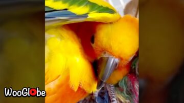 Peekaboo-Pro-Parrot-Super-Cute.jpg