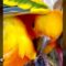 Peekaboo Pro Parrot! | Super Cute