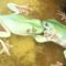 Pet Russian Frogs Battle For Food | Super Cute