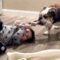 Playful Baby and Dog Tug of War | Adorable