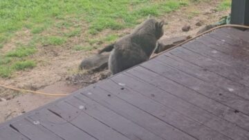 Playful-Willie-Wagtail-taunts-calm-cat-Adorable.jpg