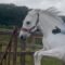 Pony Takes a Snack Break Mid-Jump: Girl’s Bareback Adventure Turns Hilarious! | Try Not to Laugh