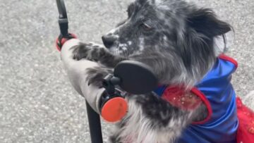 Pup-discovers-her-heroic-side-on-scooty-in-town.jpg