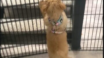 Puppys-Clever-Escape-Watch-Dad-Get-Outsmarted-Super-Cute.jpg