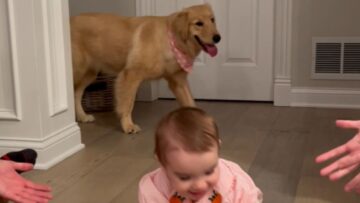 Puppys-Hilarious-Fear-of-Babies-Cute.jpg