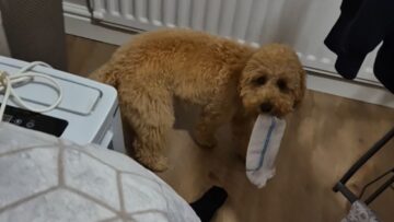 Puppys-Hilarious-Sock-Mishap-Woman-catches-adorable-Cockapoo-with.jpg