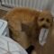 Puppy’s Hilarious Sock Mishap | Woman catches adorable Cockapoo with sock in mouth! 🐶 Cute