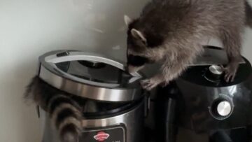 Raccoon-Cutely-Sneaks-into-Rice-Cooker-Adorable.jpg