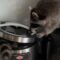 Raccoon Cutely Sneaks into Rice Cooker | Adorable