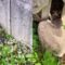Rescuing Baby Rabbit from Hungry Dogs | Heartwarming Rescue Mission | Adorable