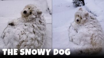 Samoyed-Joyfully-Buried-in-Snow-A-Tail-Wagging-Winter-Wonderland.jpg