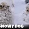Samoyed Joyfully Buried in Snow: A Tail-Wagging Winter Wonderland! | Heartsome