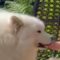 Samoyed can’t resist sister’s ice cream cone! | Adorable
