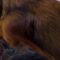 Smart Dachshunds Master iPad Game | Adorable