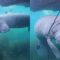 Snorkeler meets a playful manatee | Adorable