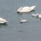 Swans bravely defend babies from seagulls at Scarborough Bluffs | Adorable