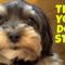 Tell Your Pup a Tail Using Their Favorite Words | Adorable