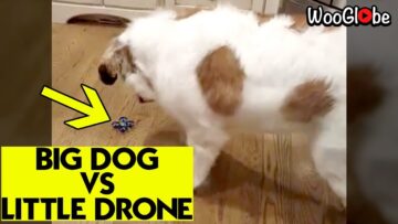 Terrified-Dog-vs-Tiny-Drone-Adorable.jpg
