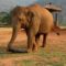 Thailand’s Baby Elephant Obsessed with Tripods | Super Cute