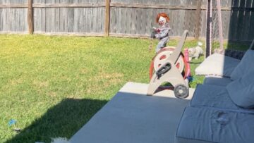 Toddler-in-Halloween-costume-trips-chasing-dogs-Super-Cute.jpg
