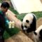 Twin pandas adorable lunchtime quarrel ends in a cuteness overload | Super Cute