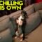 Ultimate Relaxation: Adorable Dog Chilling on Couch | Super Cute