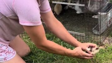 Unexpected-Bonds-Farm-Woman-Discovers-Ducklings-Snuggling-in-Bunnys-Cage.jpg