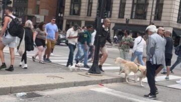 Unexpected-Reunion-Couple-Joyfully-Spots-Their-Dogs-on-a-Walk.jpg