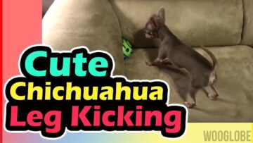 Unique-Way-Cute-Puppy-Gets-Attention-Adorable.jpg