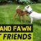Unlikely Bonds: The Touching Friendship between a Dog and a Fawn | Heartwarming
