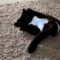 Unserious cat rejects tight onesie! Watch her hilarious reaction | Cute