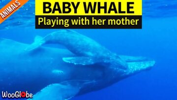 Watch-Mother-Humpback-Whale-Swim-With-Two-Baby-Humpbacks.jpg